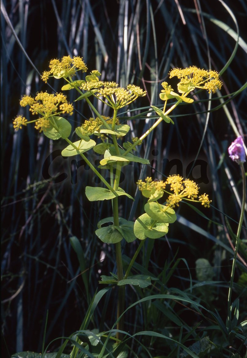 Smyrnium perfoliatum subsp. rotundifolium/Corinoli dentato